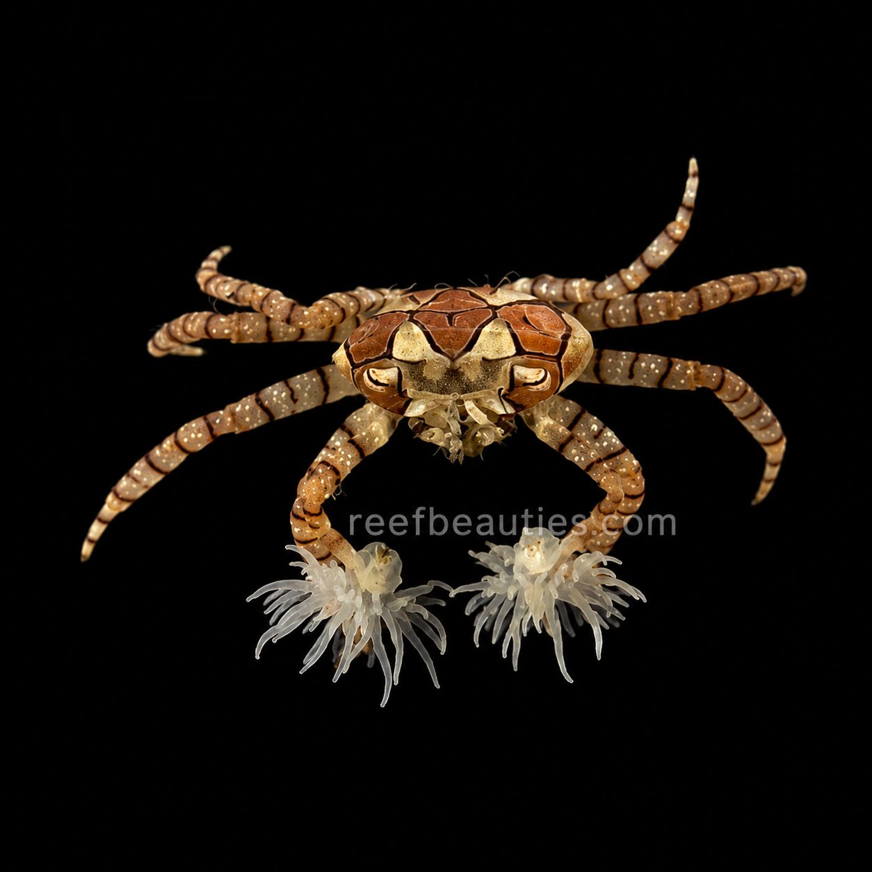Boxer (Pom Pom) Crab (Lybia Tesselata)