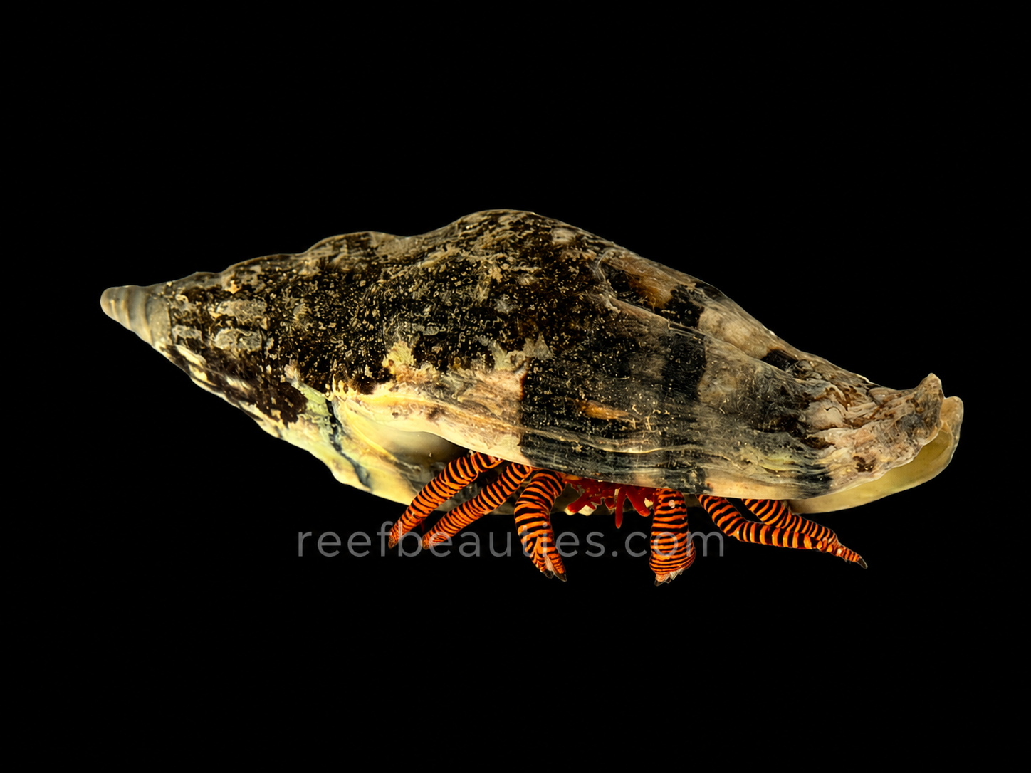 Halloween Hermit Crab (Ciliopagurus Strigatus)