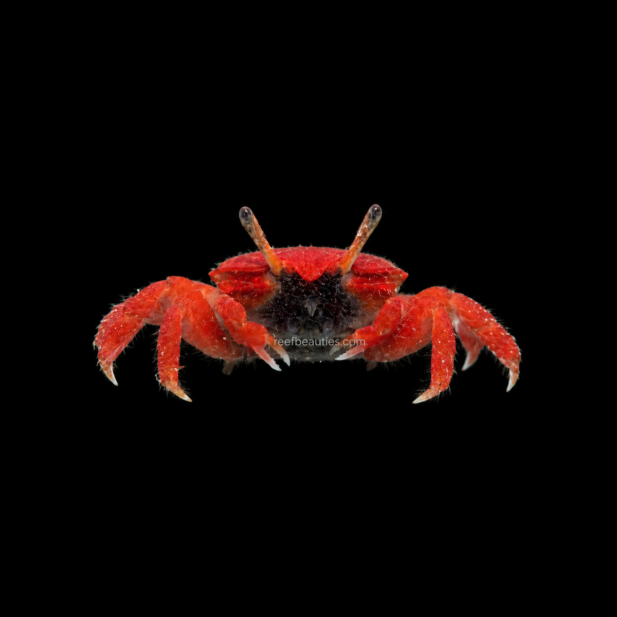 Red Burrowing Crab (Uca sp.)