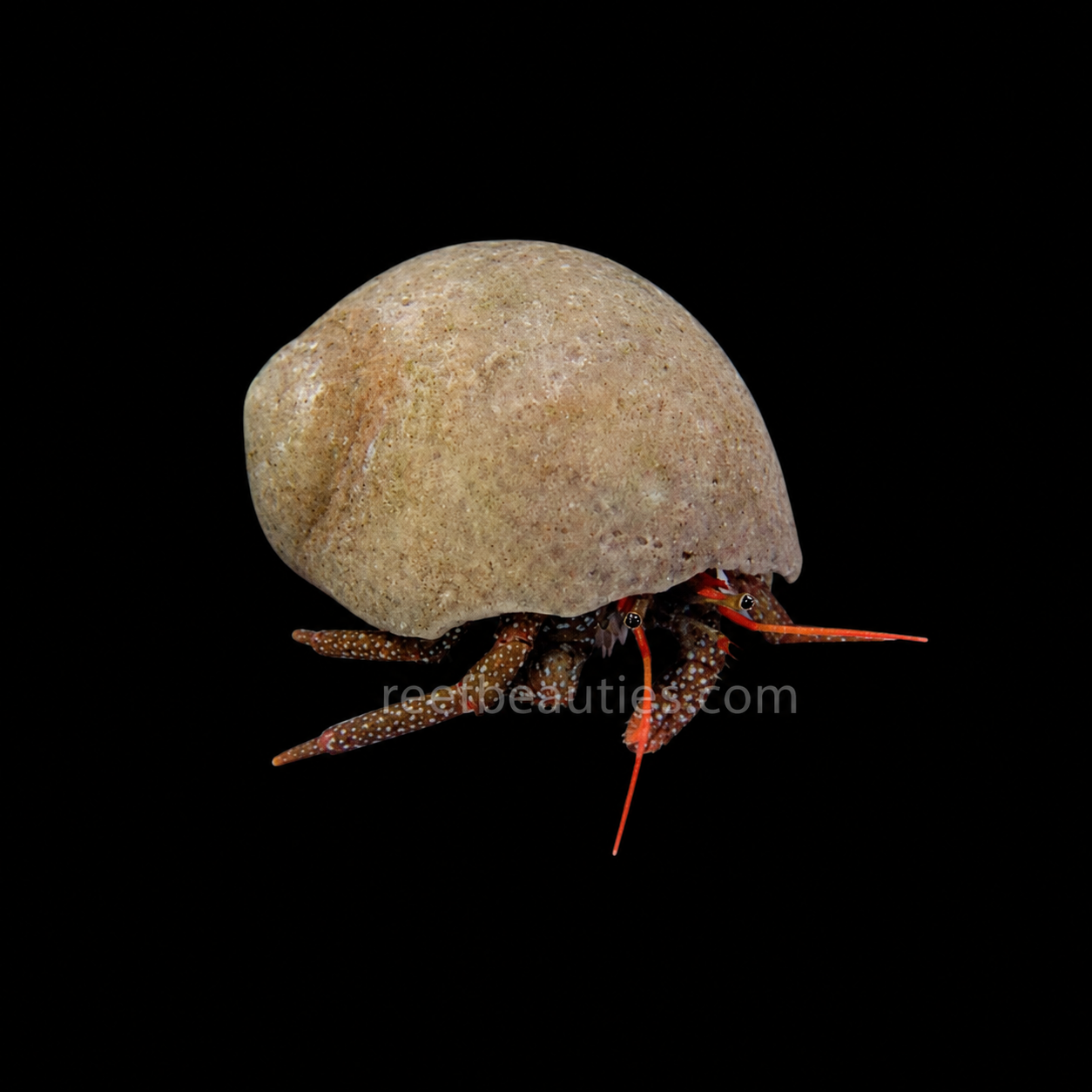 Red Tip Hermit Crab (Clibanarius Diguetti)