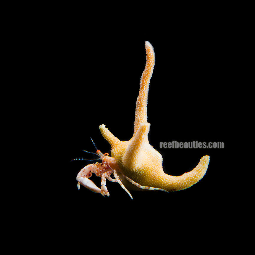 Staghorn Hermit Crab (Manucomplanus Variansi)