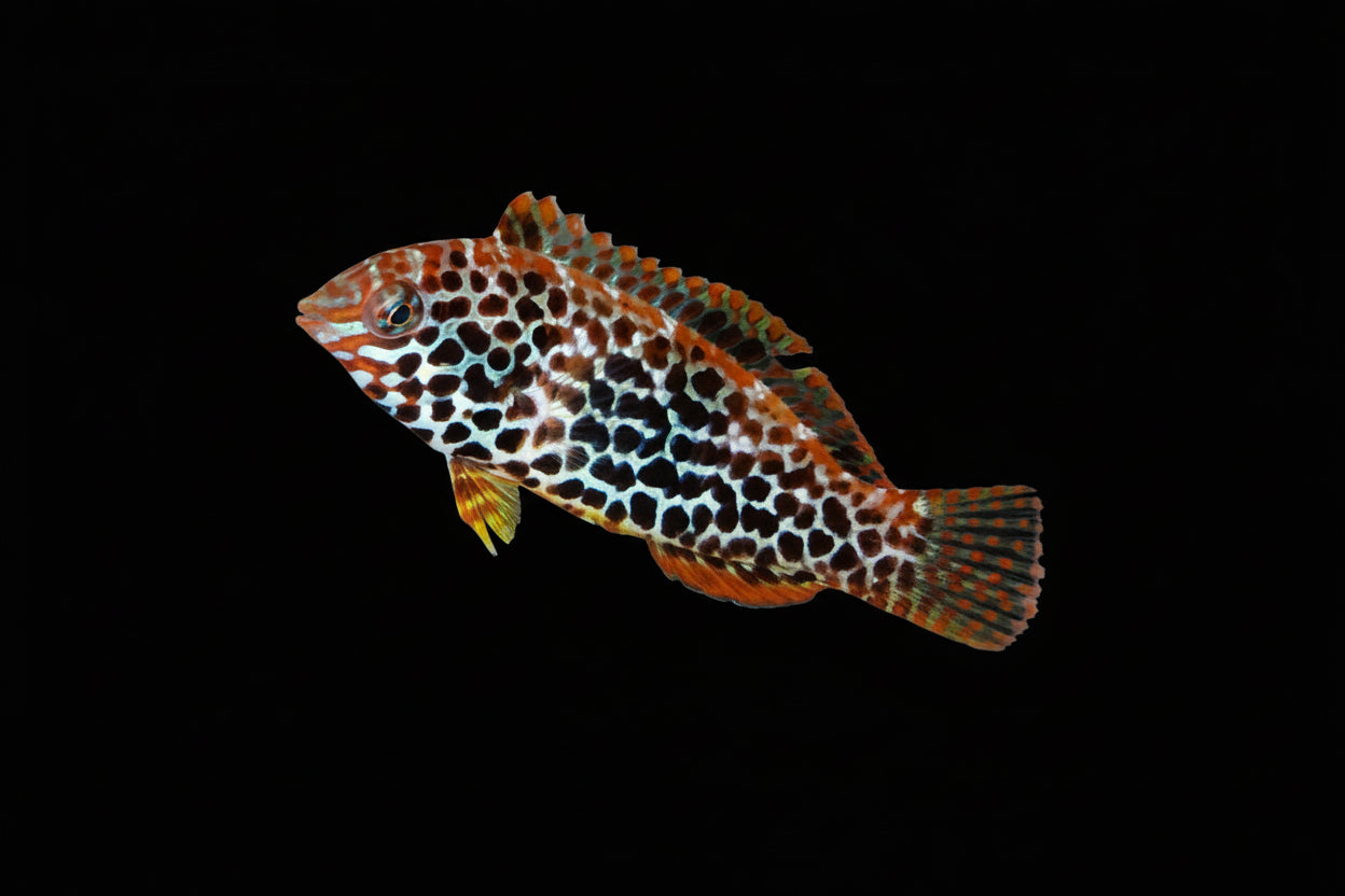 Fiji Leopard Wrasse EXPERT (Macropharyngodon Melagris)
