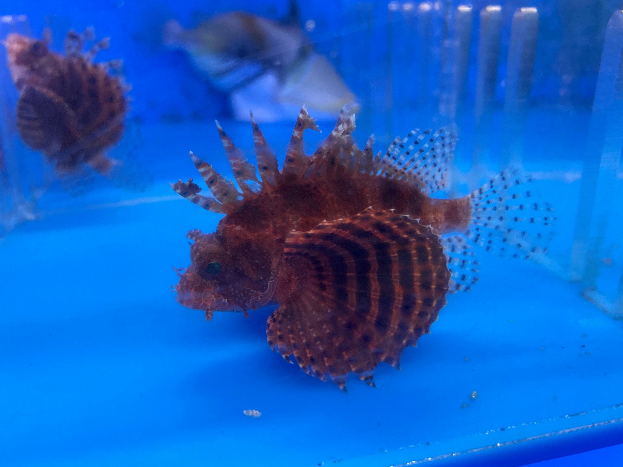 alt="fuzzy dwarf lionfish