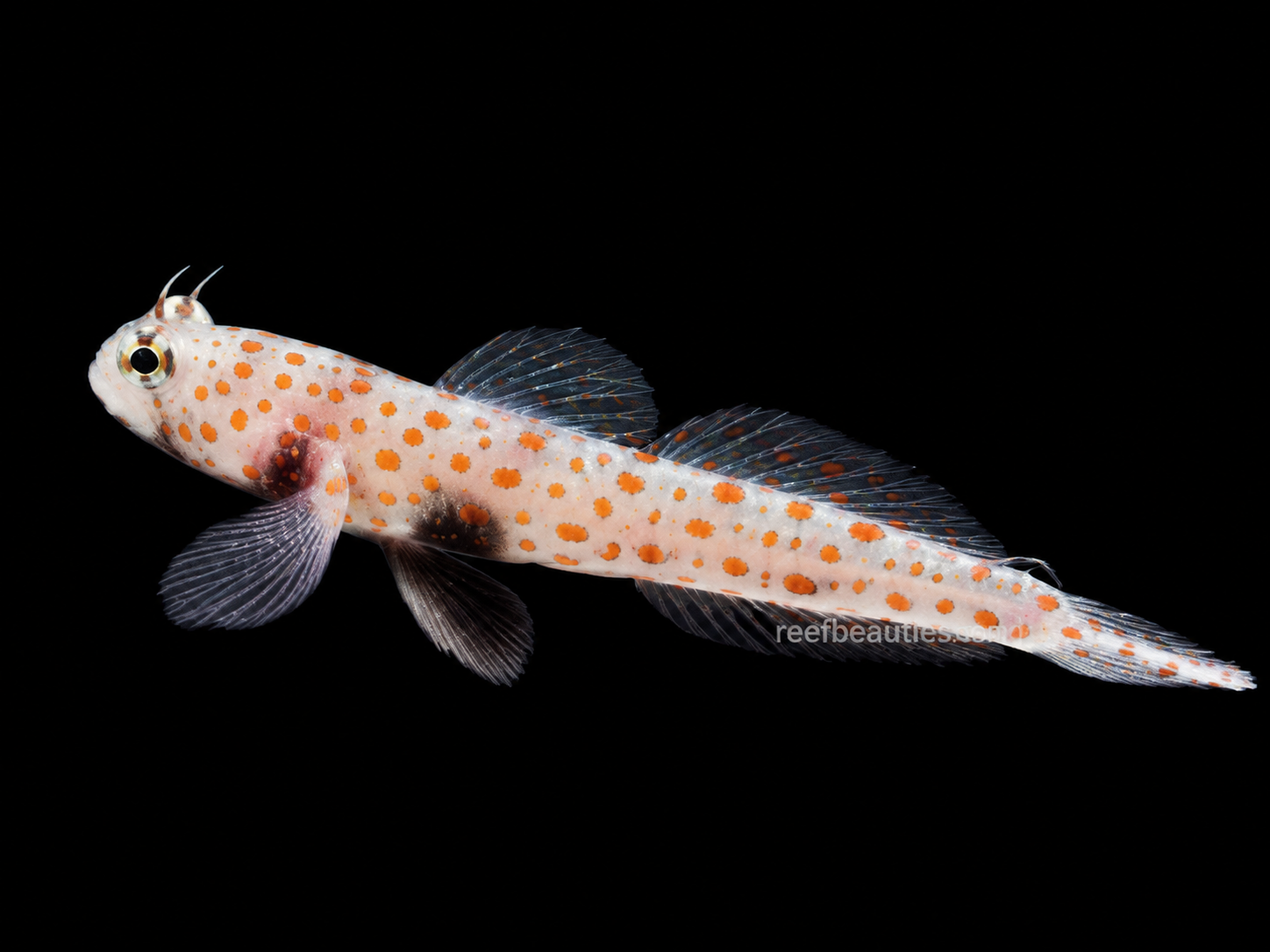 Orange Spotted Shrimp Goby (Amblyeleotris Guttata)