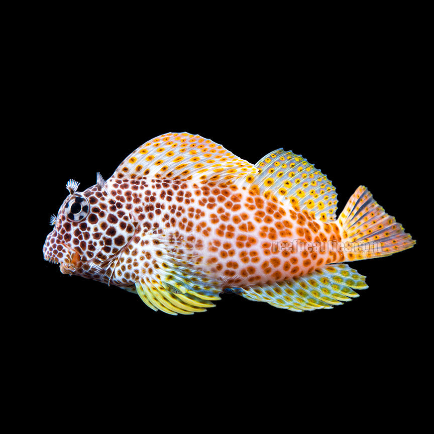 alt="sailfin blenny"