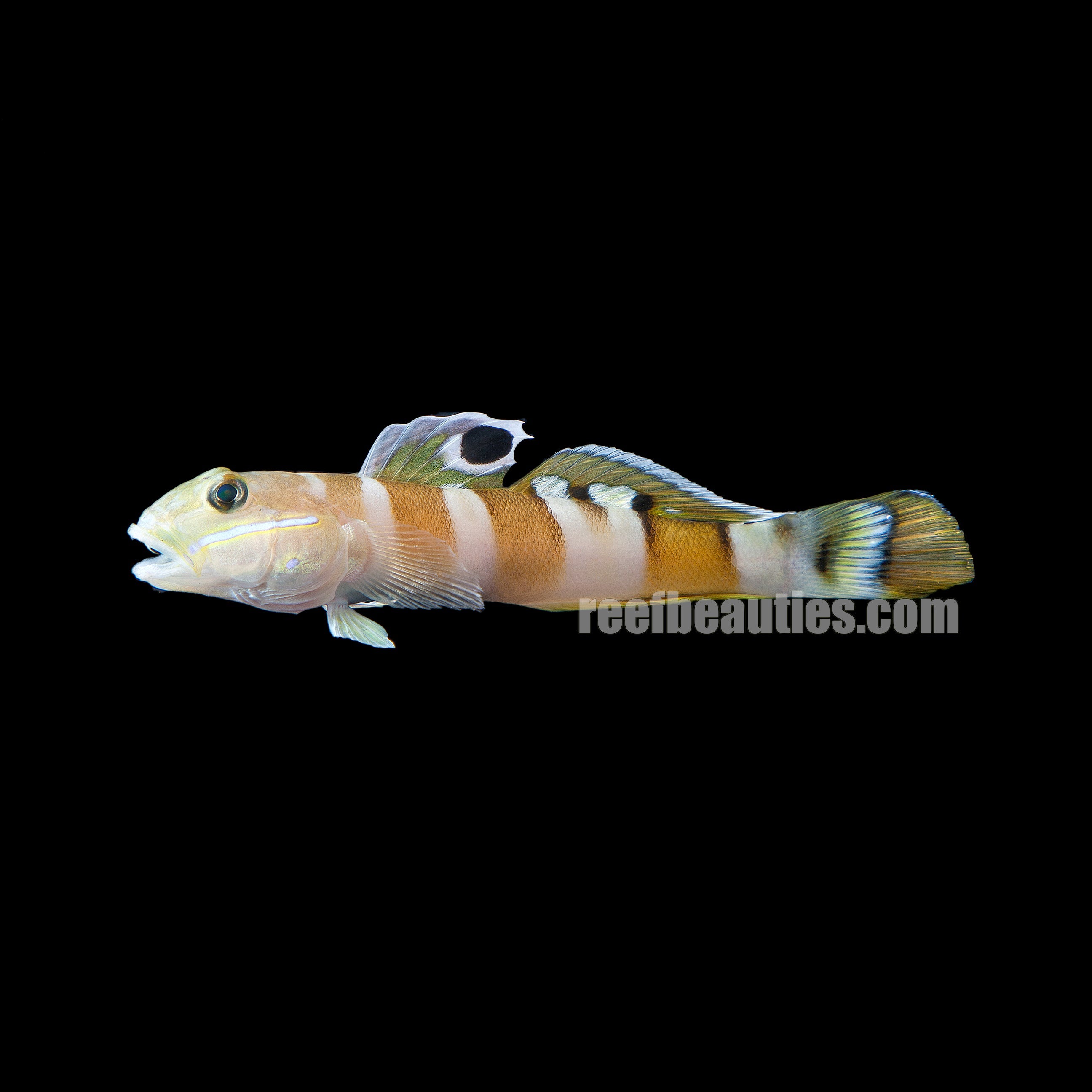 alt="tiger shrimp goby"