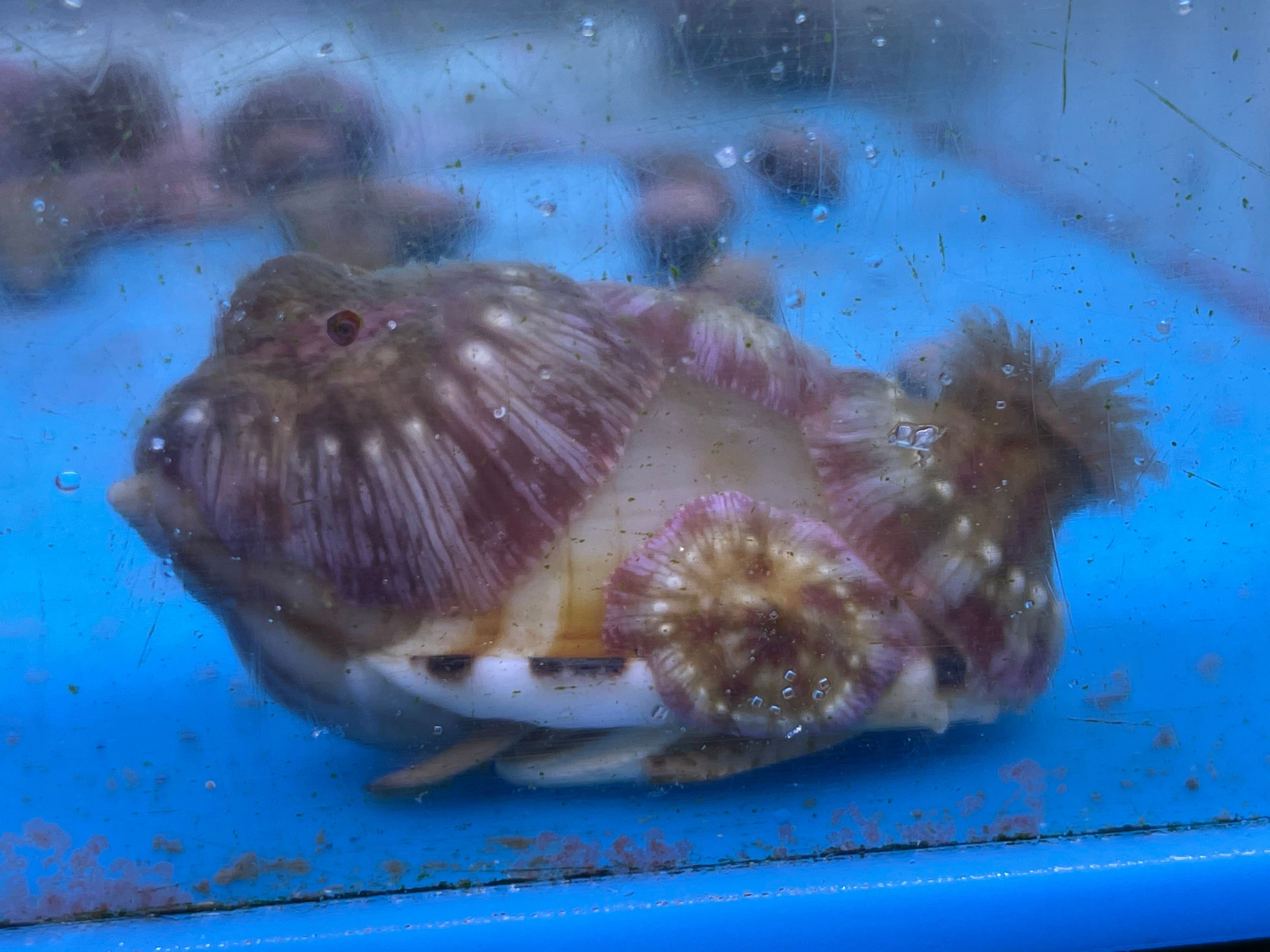 Hermit Crab with Anemone (Pagurus Sp)
