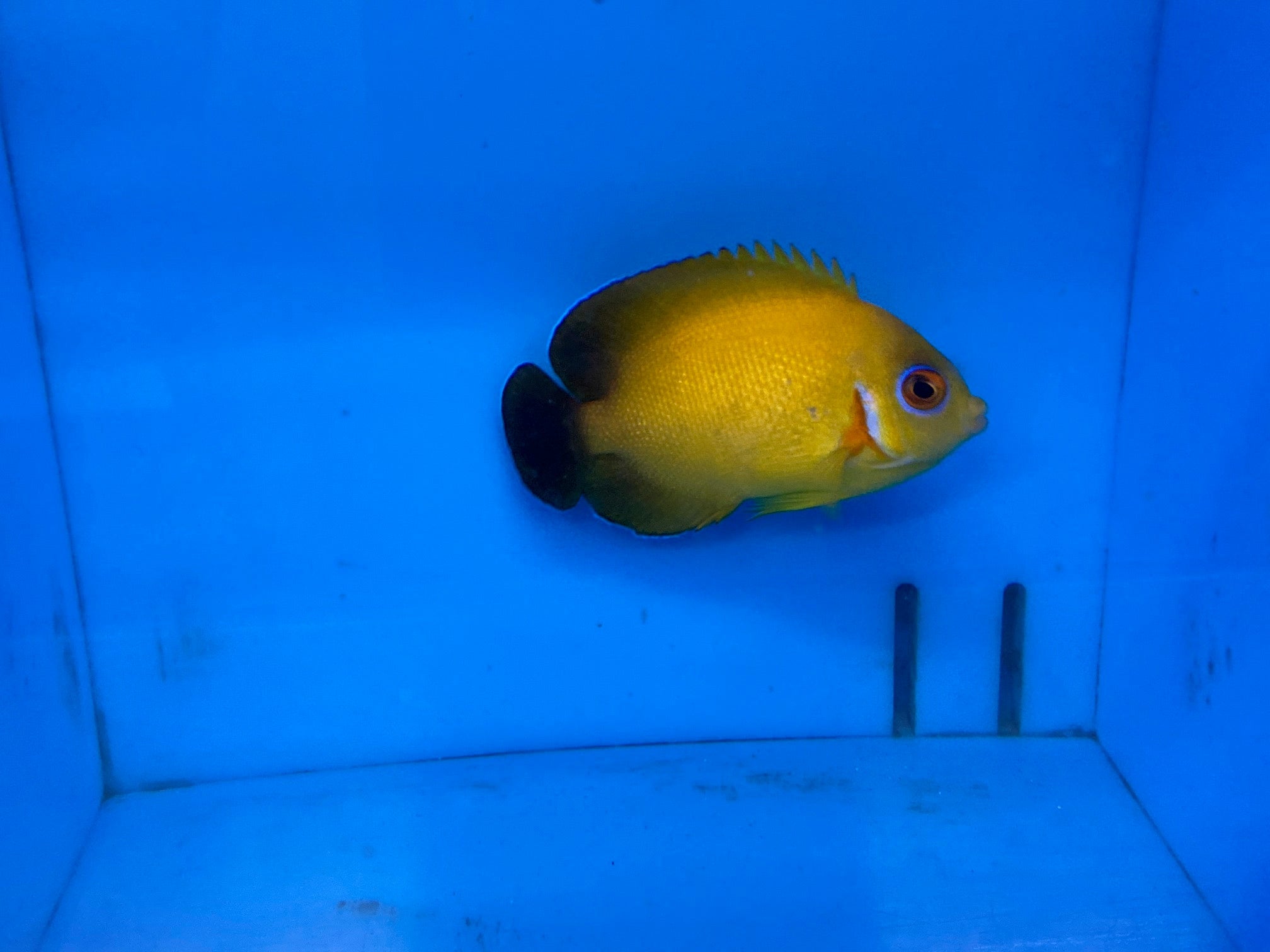 alt="Hybrid Lemon Peel Angel"