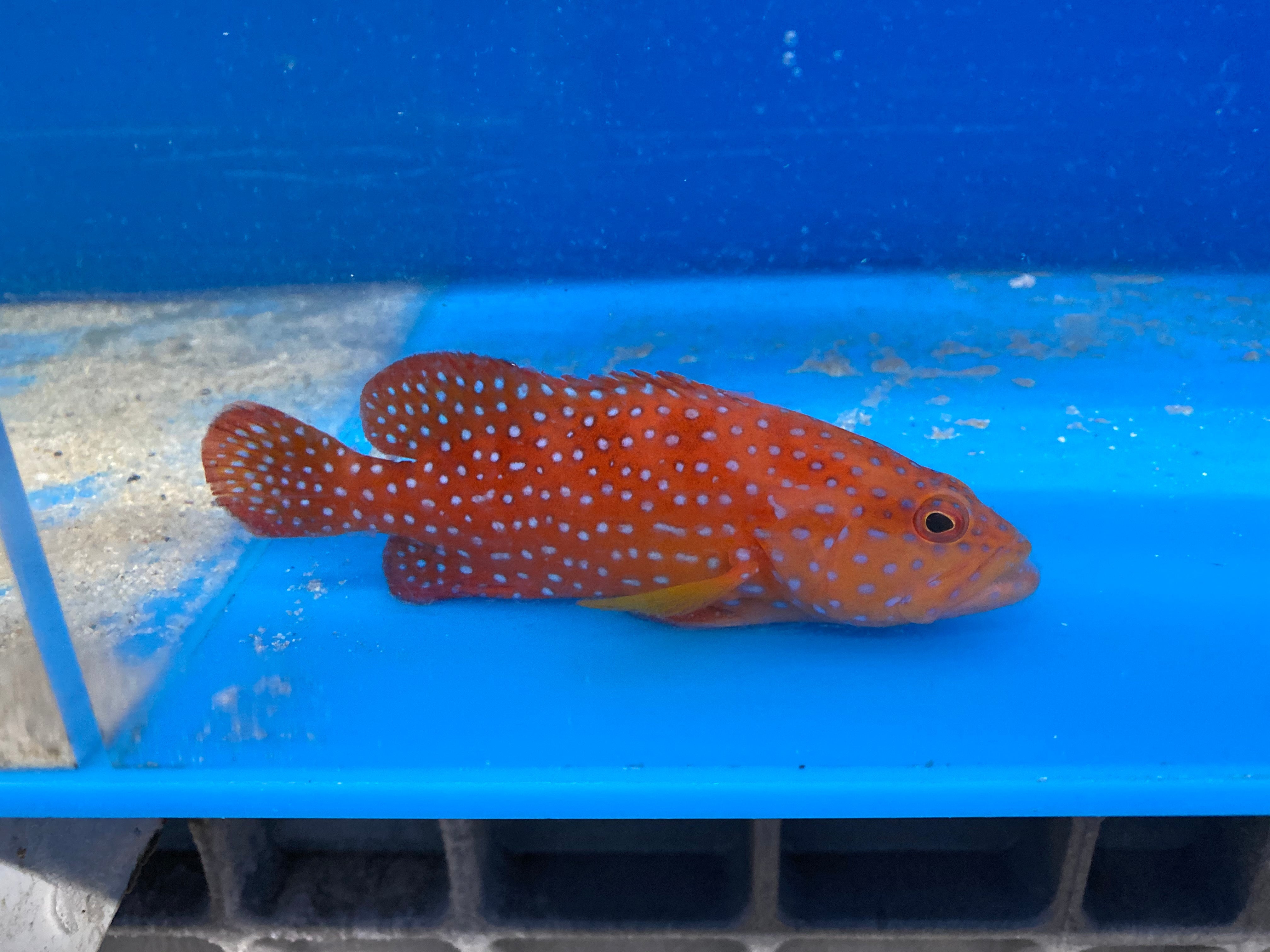 alt="mineatus grouper"