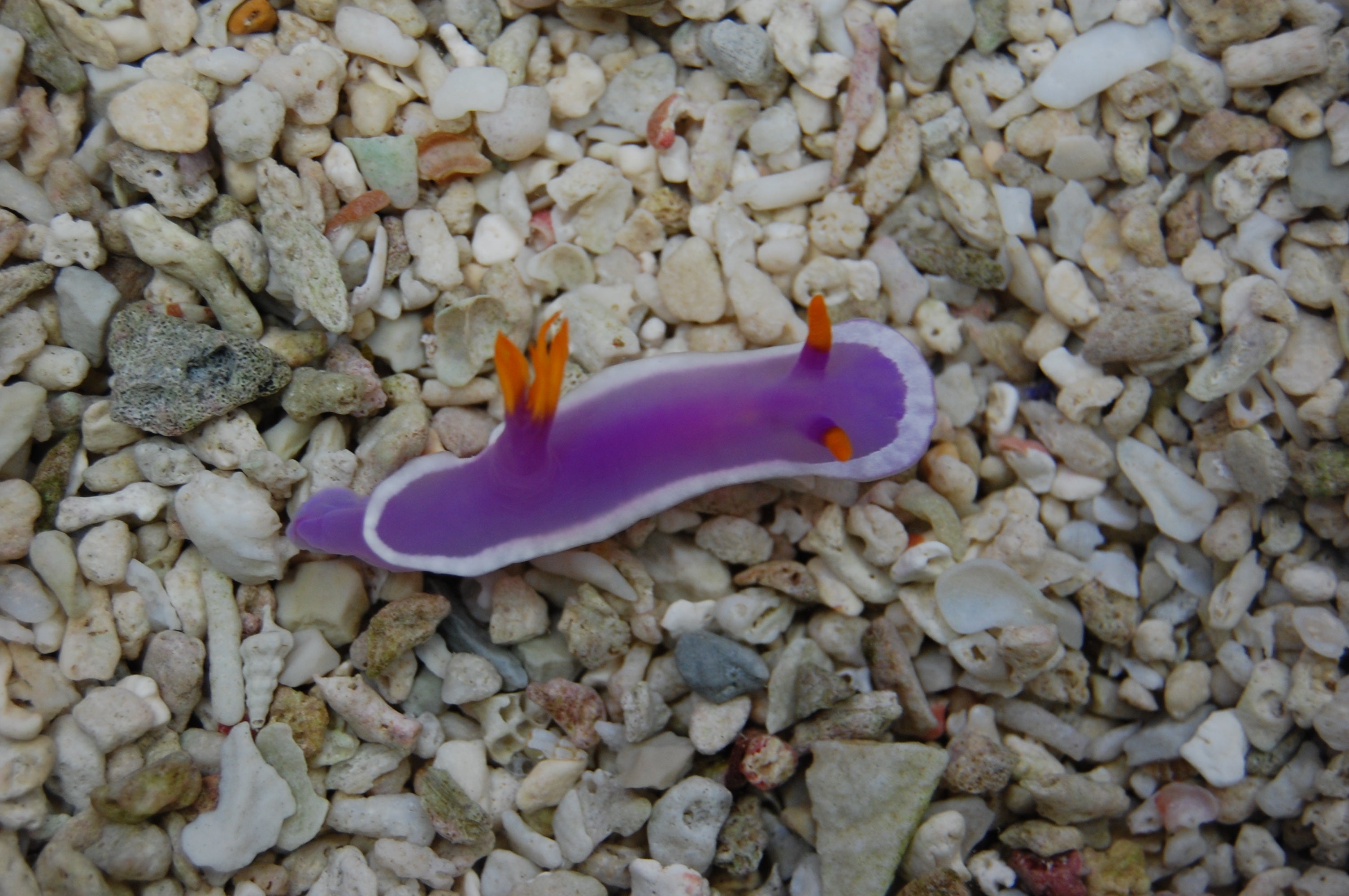 Nudibranch Purple (Nudibranch Sp.)