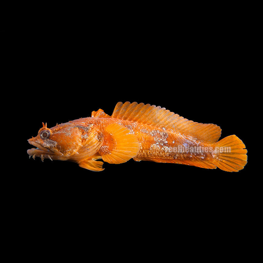 Orange Toadfish (Opsanus Beta)