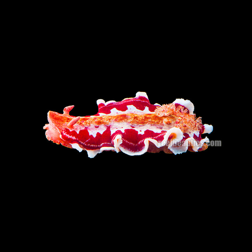Spanish Dancer (Hexabranchus Imperialis)