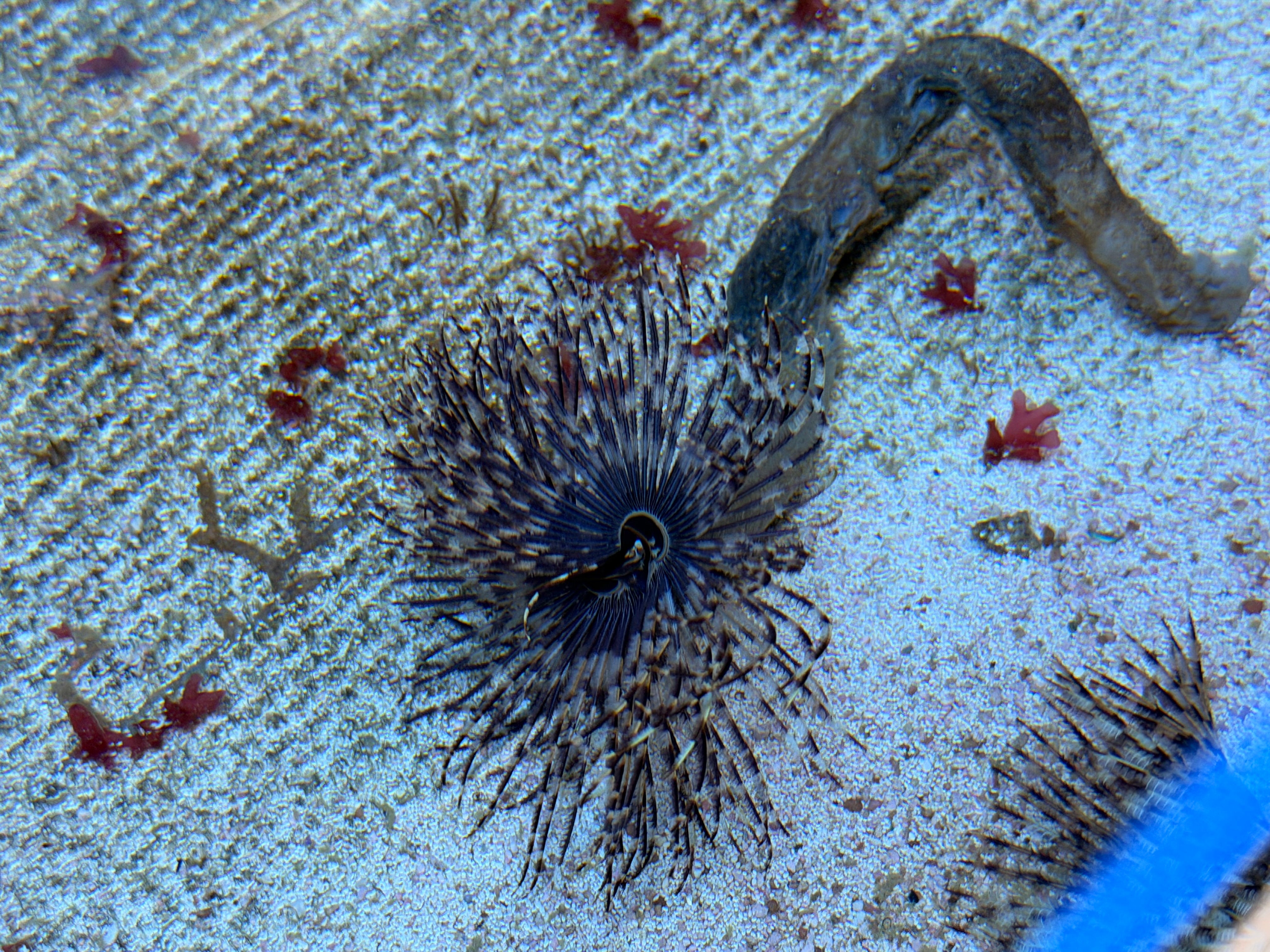 Featherduster (Sabellastarte Sp)