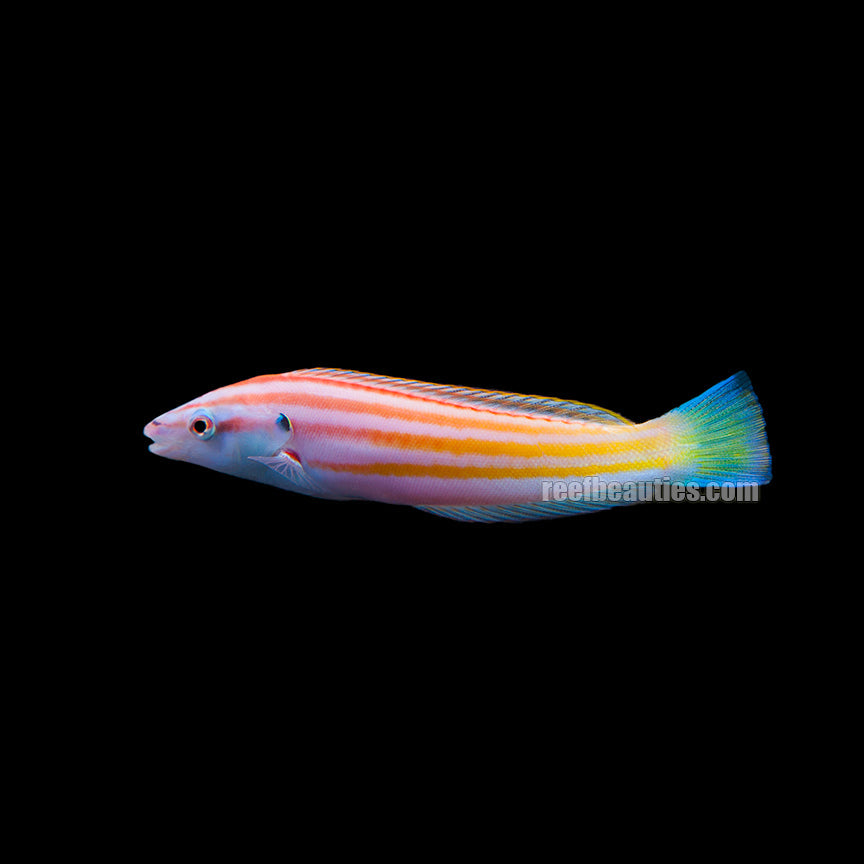 alt="cigar wrasse"