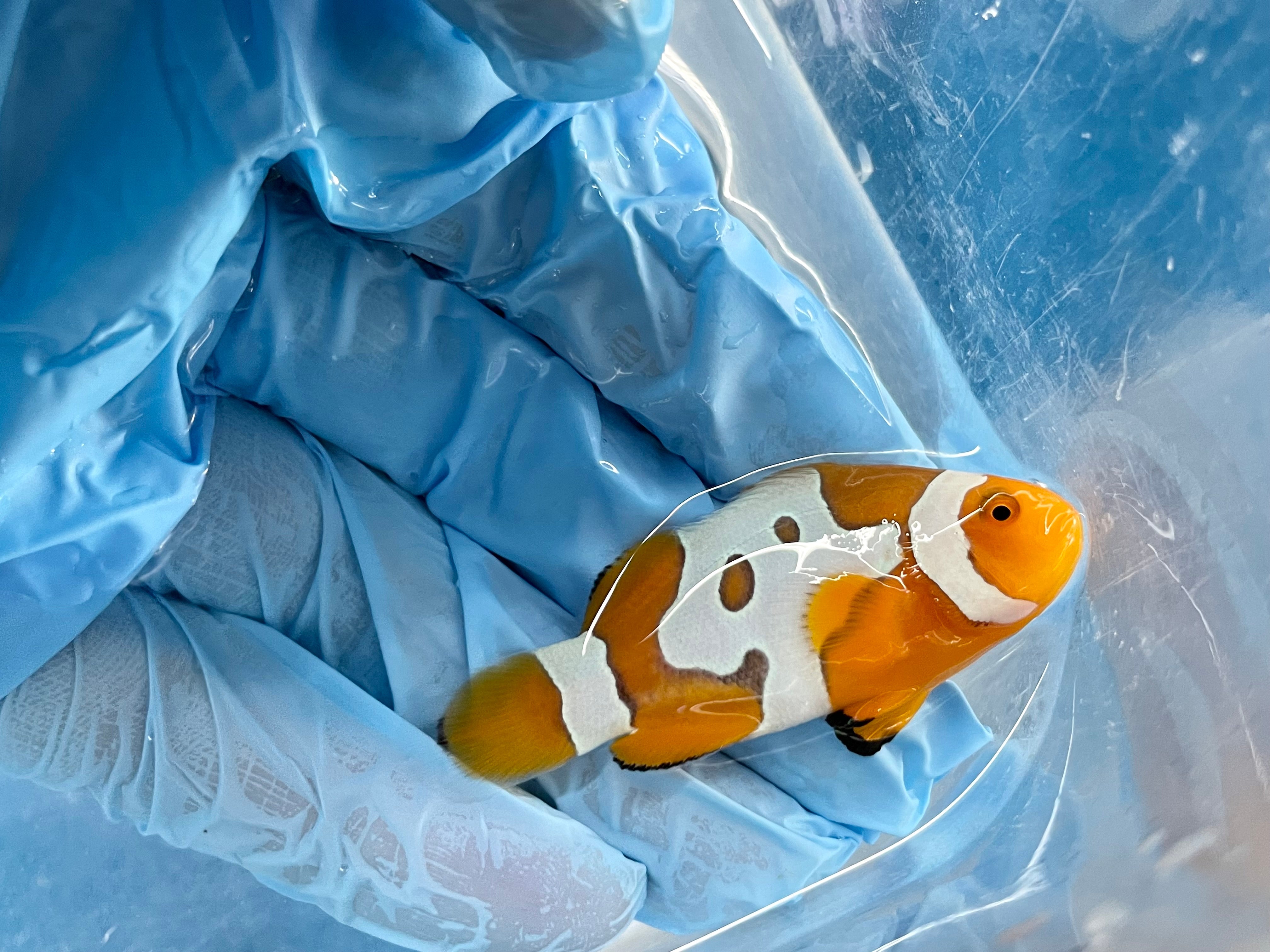 alt="Picasso Clownfish"