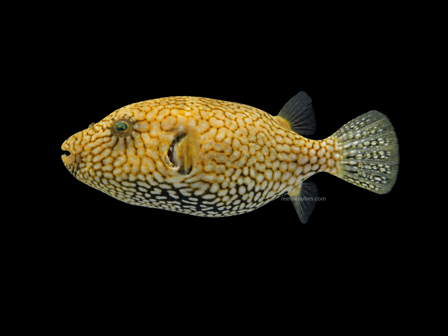 Mappa Puffer (Arothron Mappa)