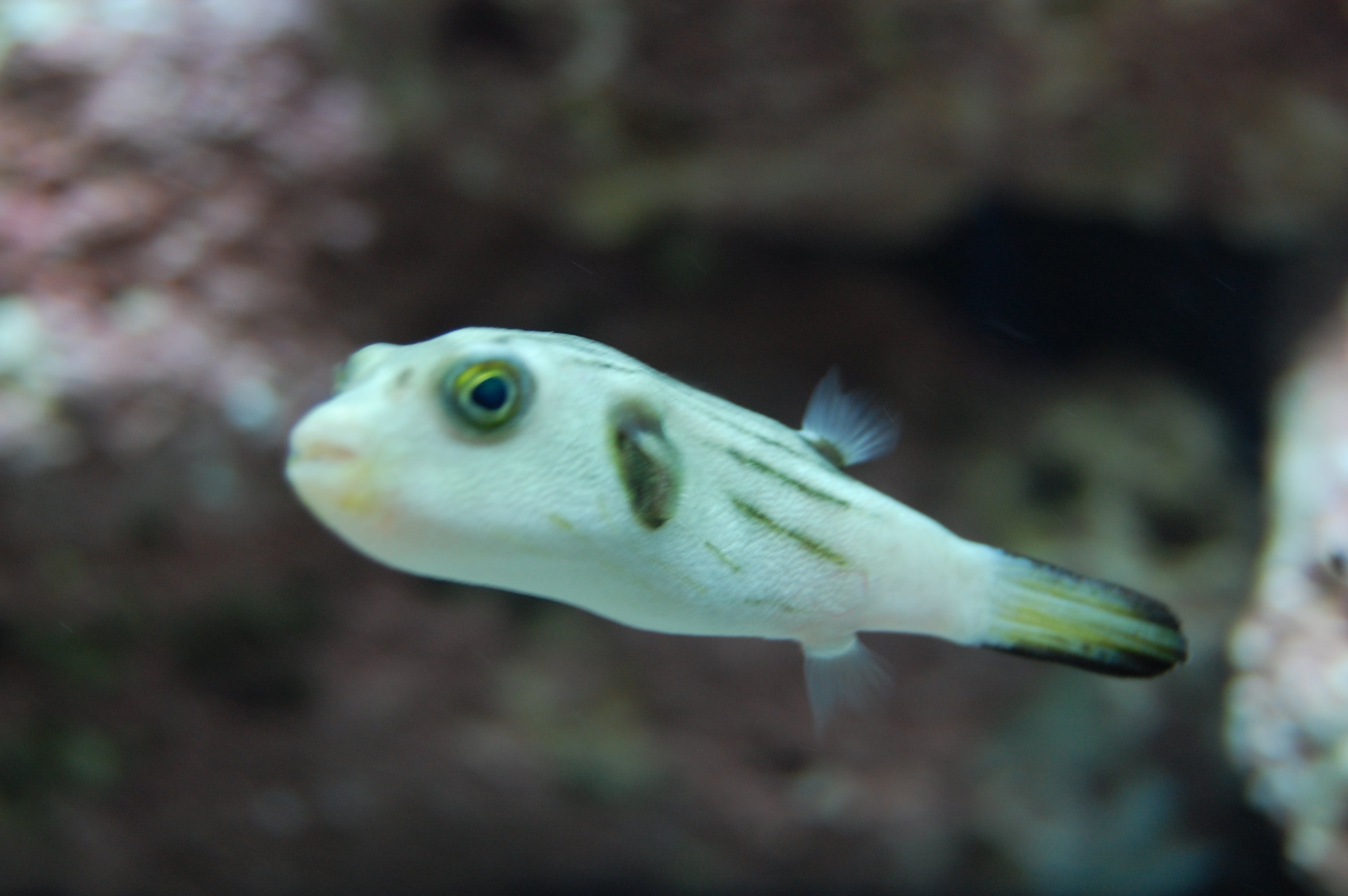 alt="narrow line puffer"