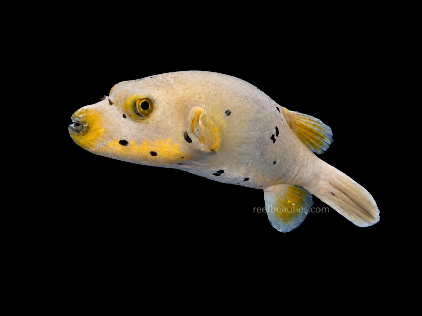 Yellow Belly Dogface Puffer (Arothron Nigropunctatus)