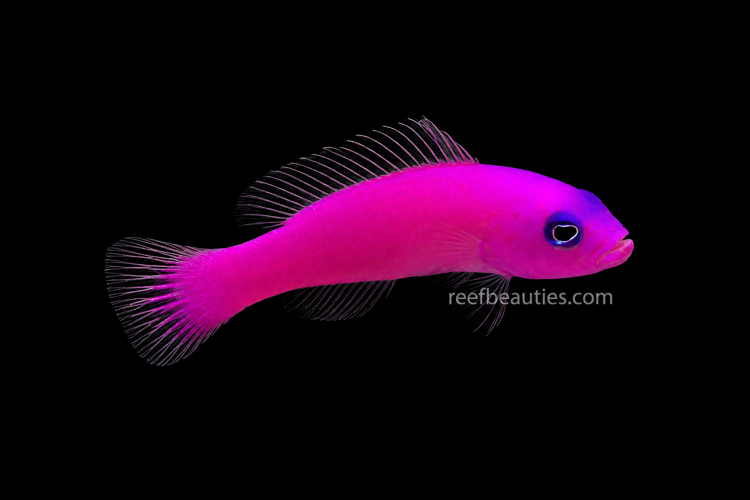 Pseudo Chromis Purple (Pseudochromis Porphyreus)