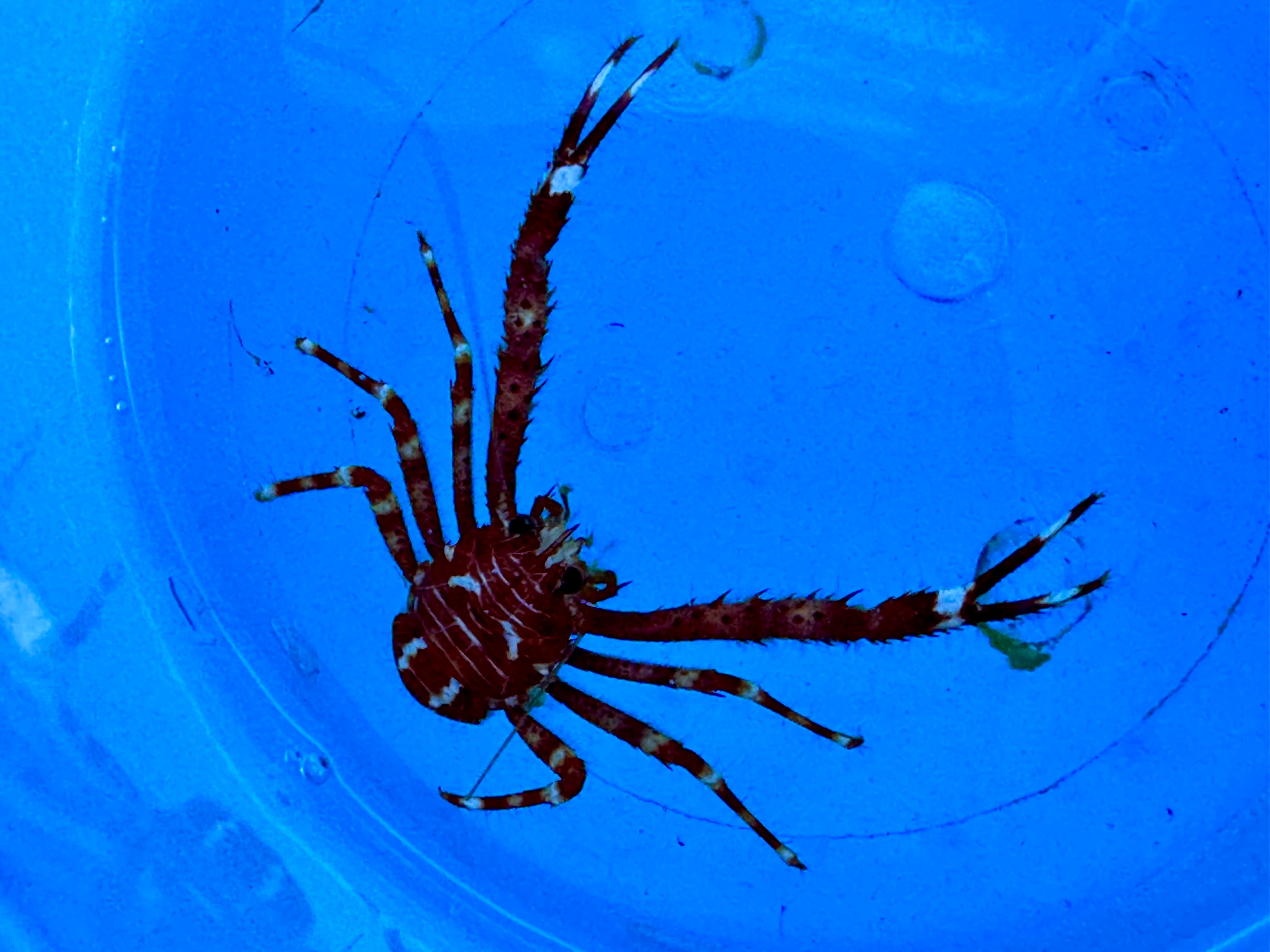 Spider Man Crab (Galathea Sp)