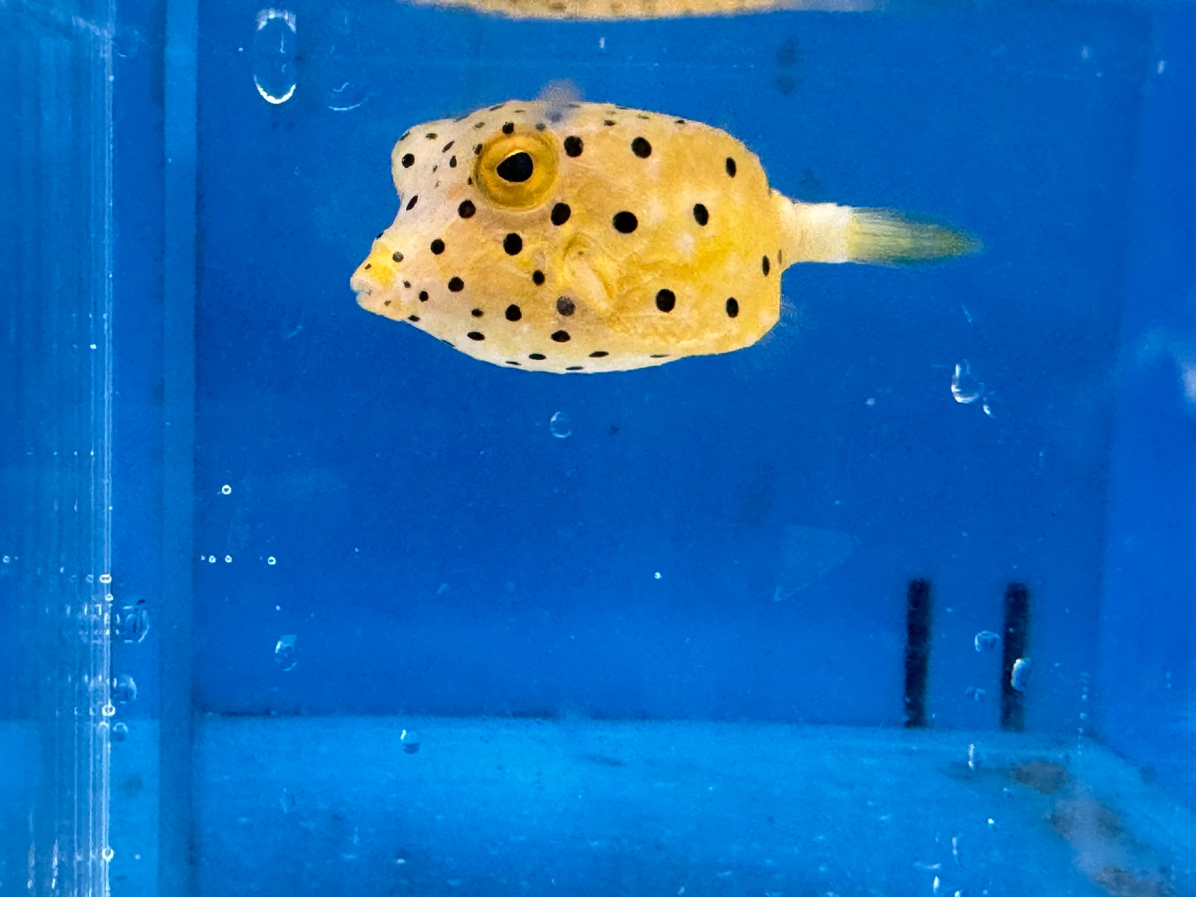 Spotted Box EXPERT (Ostracion Cubicus) – Reef Beauties