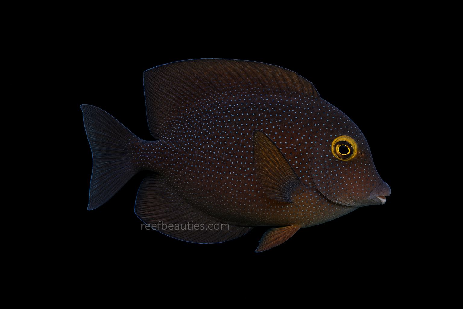 African Kole Tang (Ctenochaetus Truncatus)