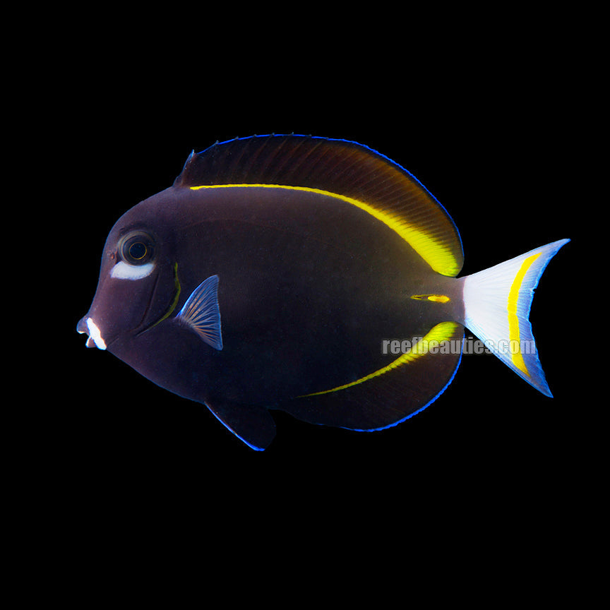 alt="gold rimmed tang"