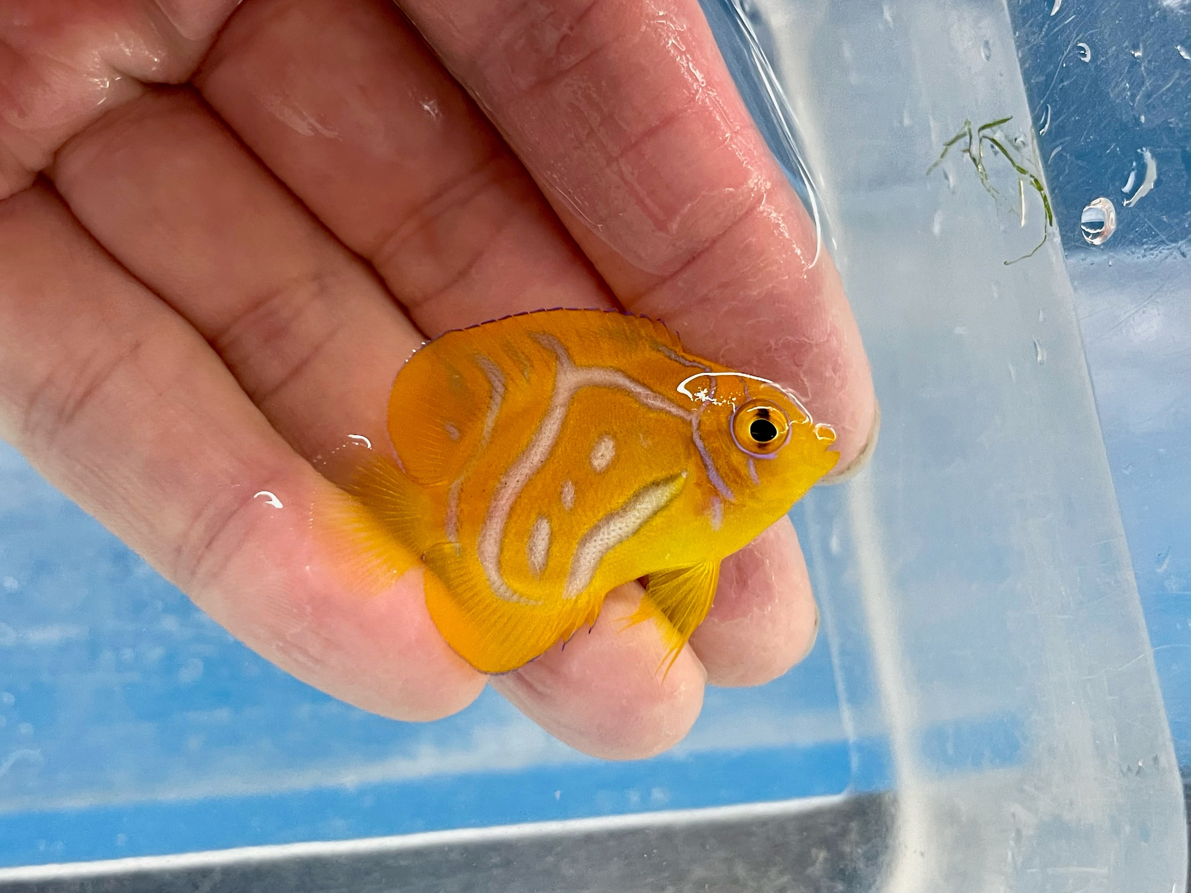 C/B Regal Angel EXPERT (Pygoplites Diacanthus)