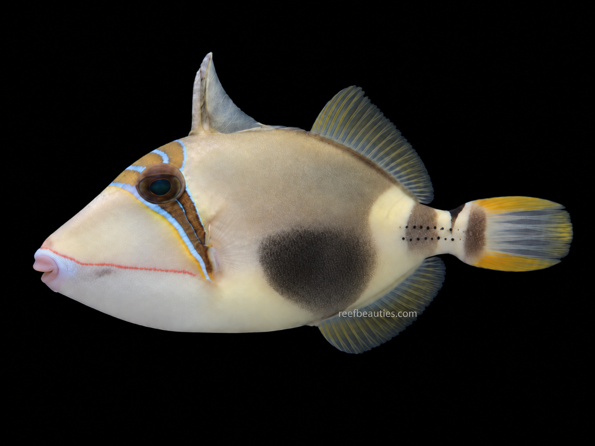 Bursa Trigger (Rhinecanthus Verrucosus)