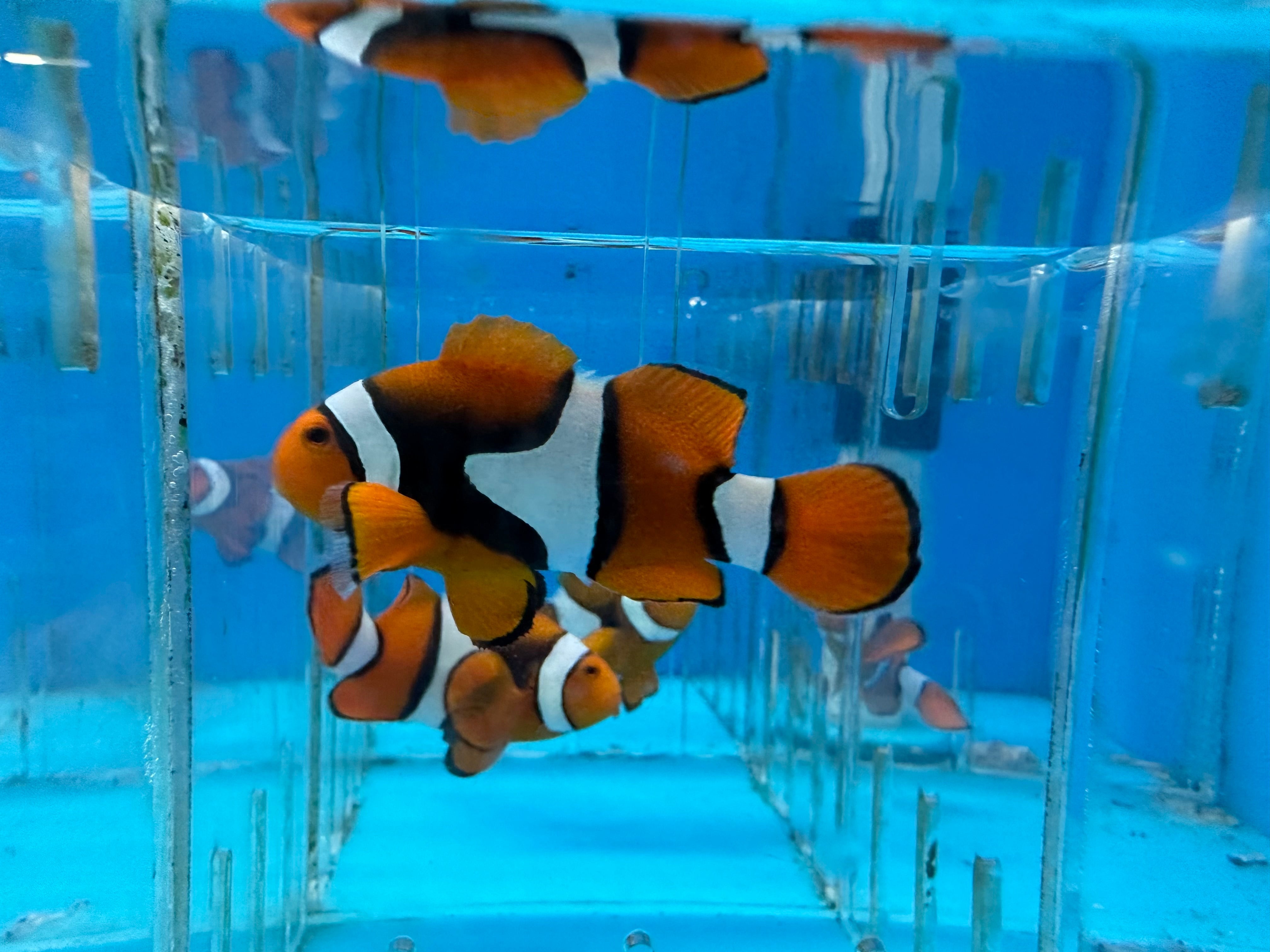 True Percula Clown (Amphiprion Percula)
