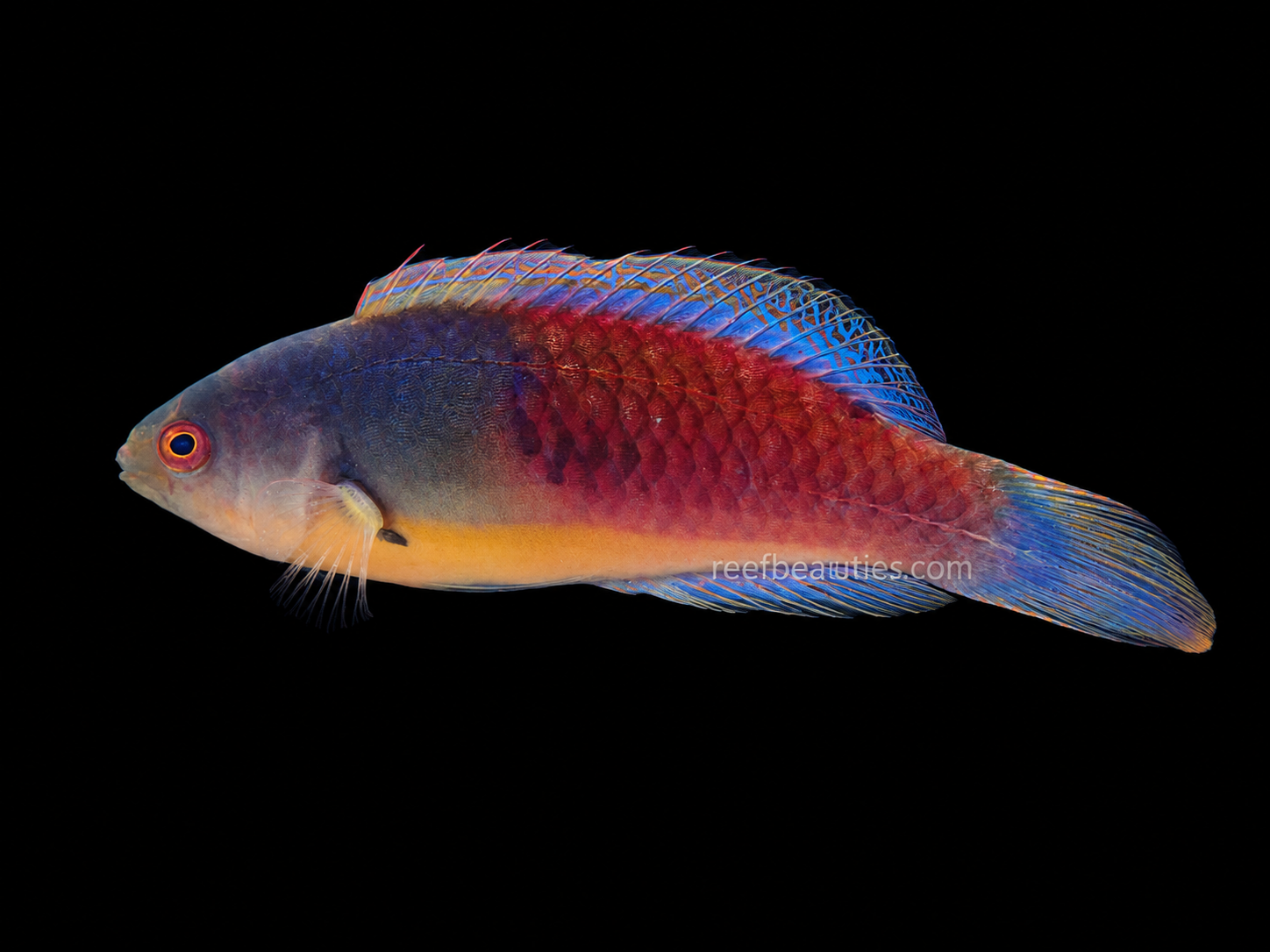 Blue Sided Fairy Wrasse (Cirrhilabrus Cyanopleura)