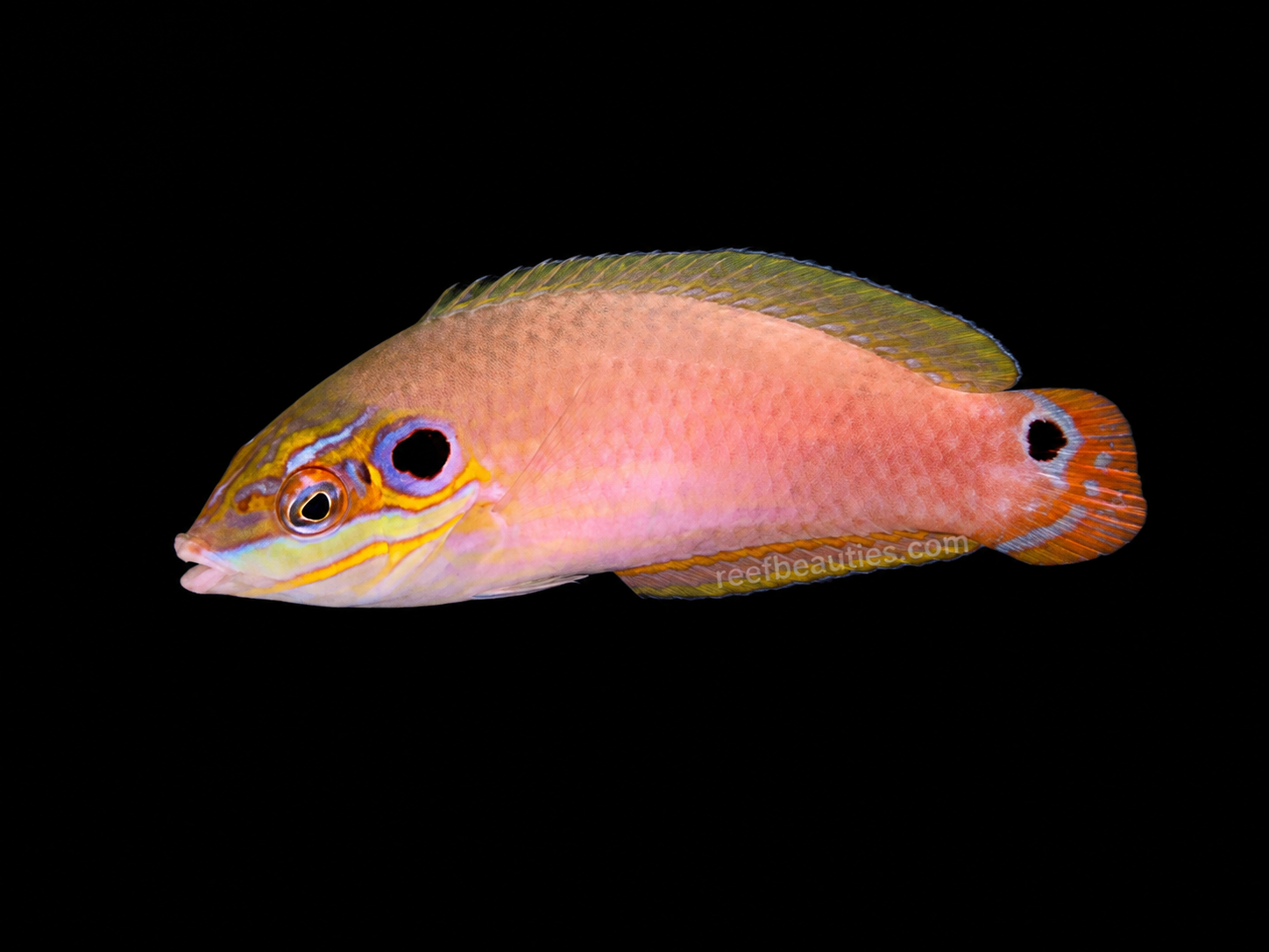 Earmuff Wrasse EXPERT (Halichoeres Melamospomus)