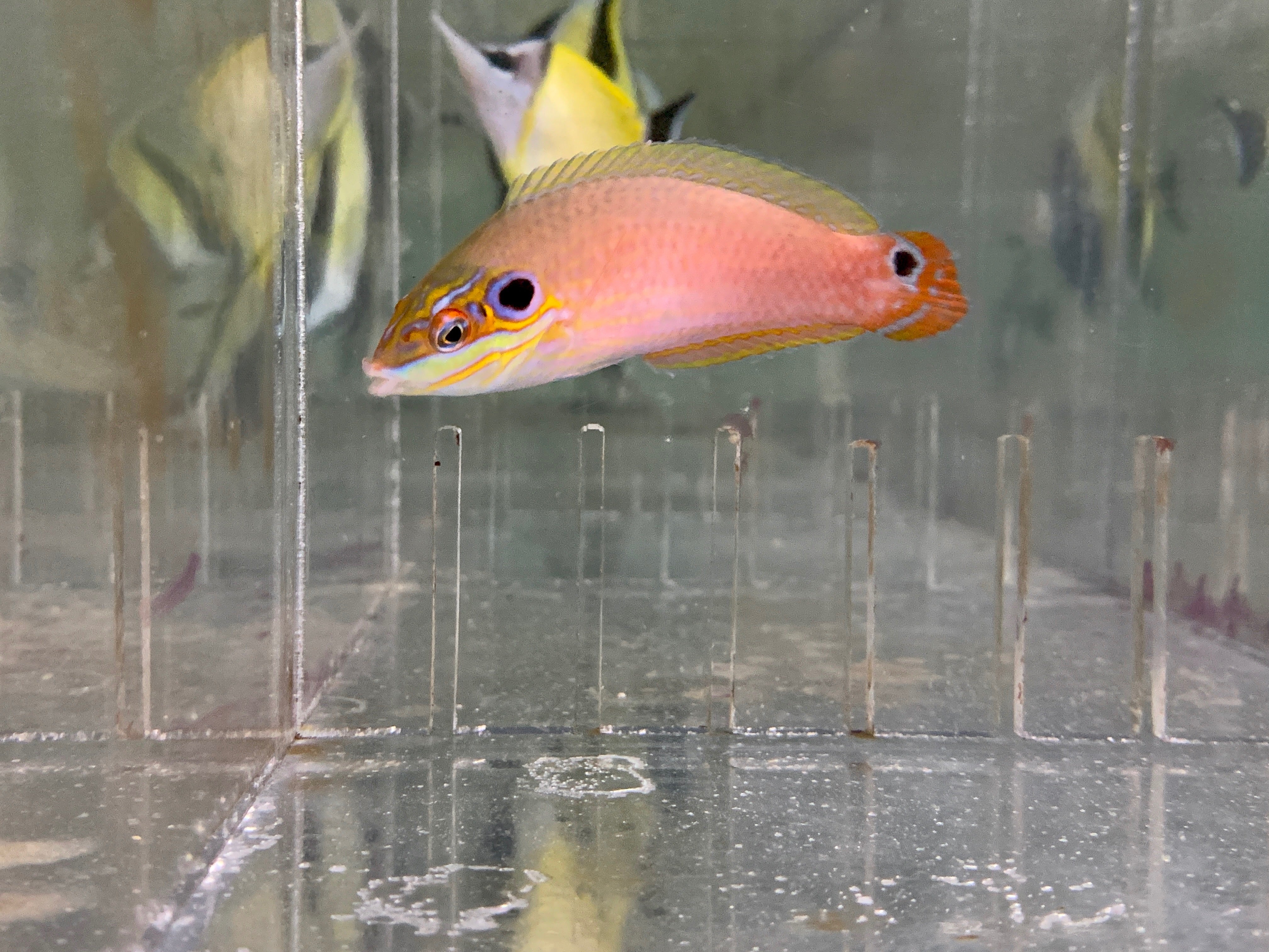 Earmuff Wrasse EXPERT (Halichoeres Melamospomus)