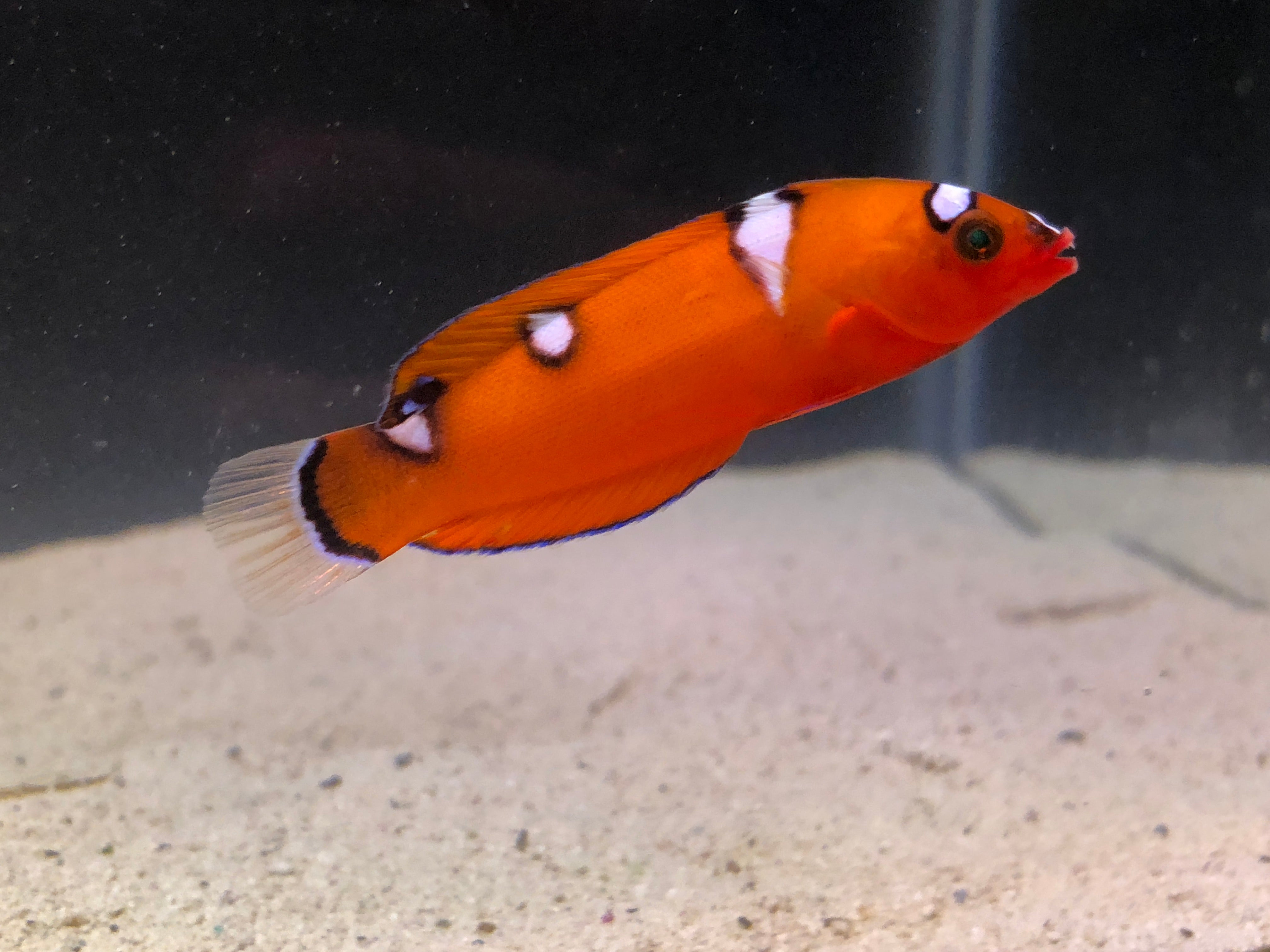 alt="red coris wrasse"
