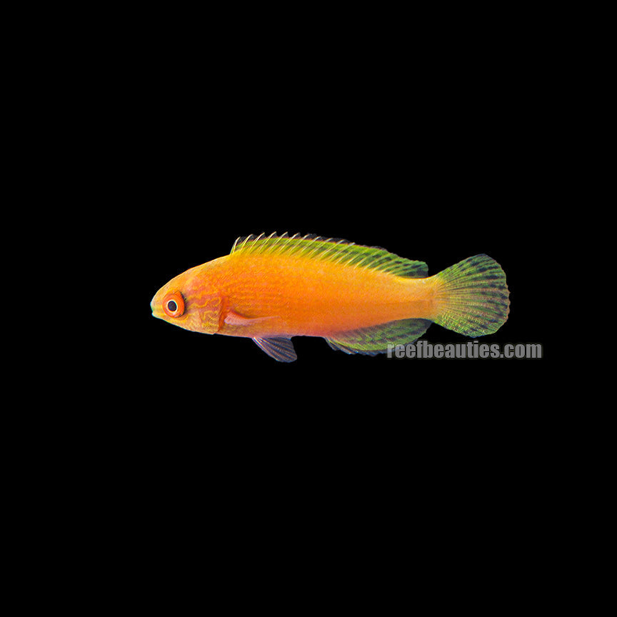 Rhomboid Wrasse Female EXPERT (Cirrhilabrus Rhomboidalis)
