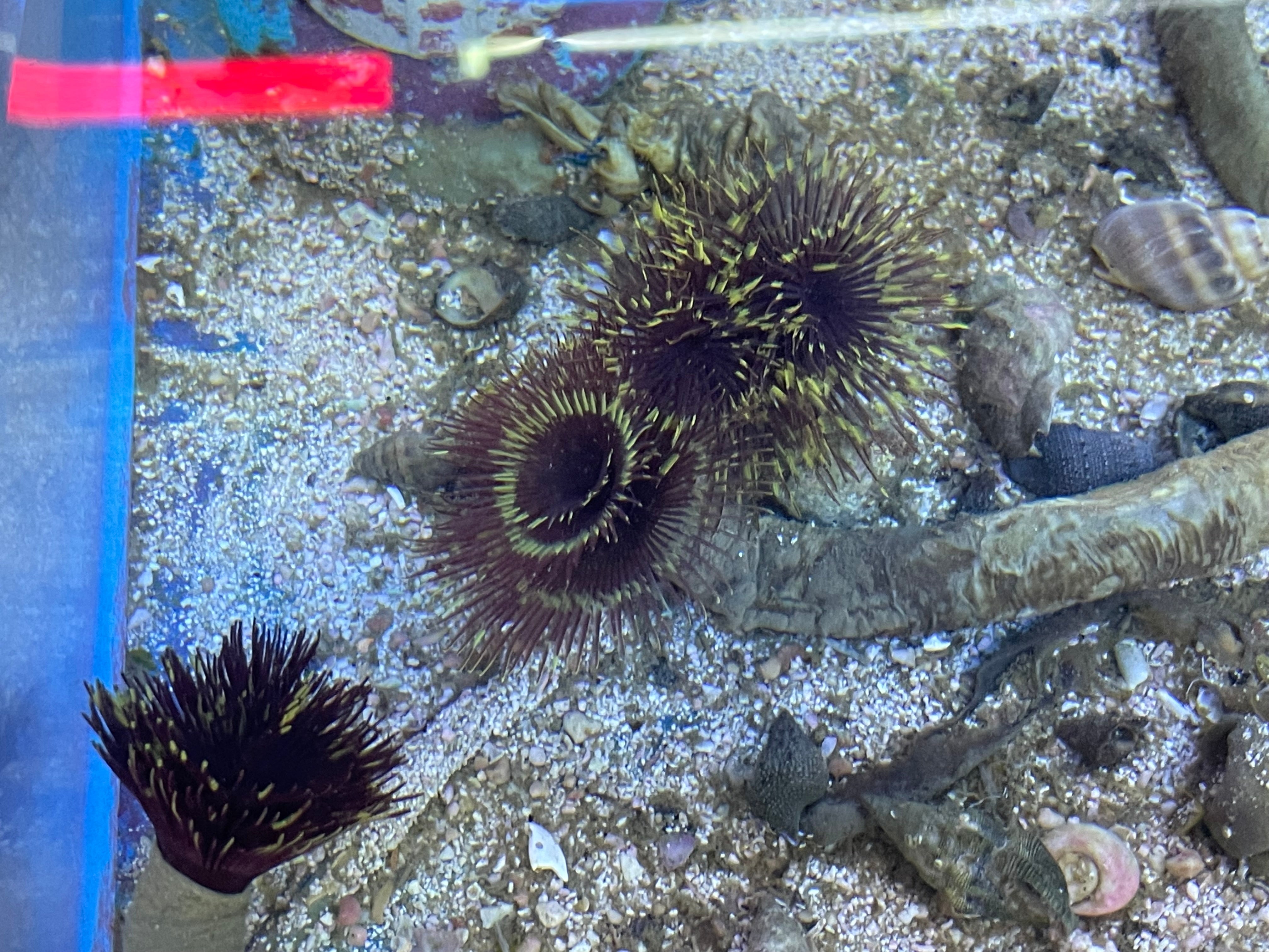 Yellow Featherduster (Spirographis Species)