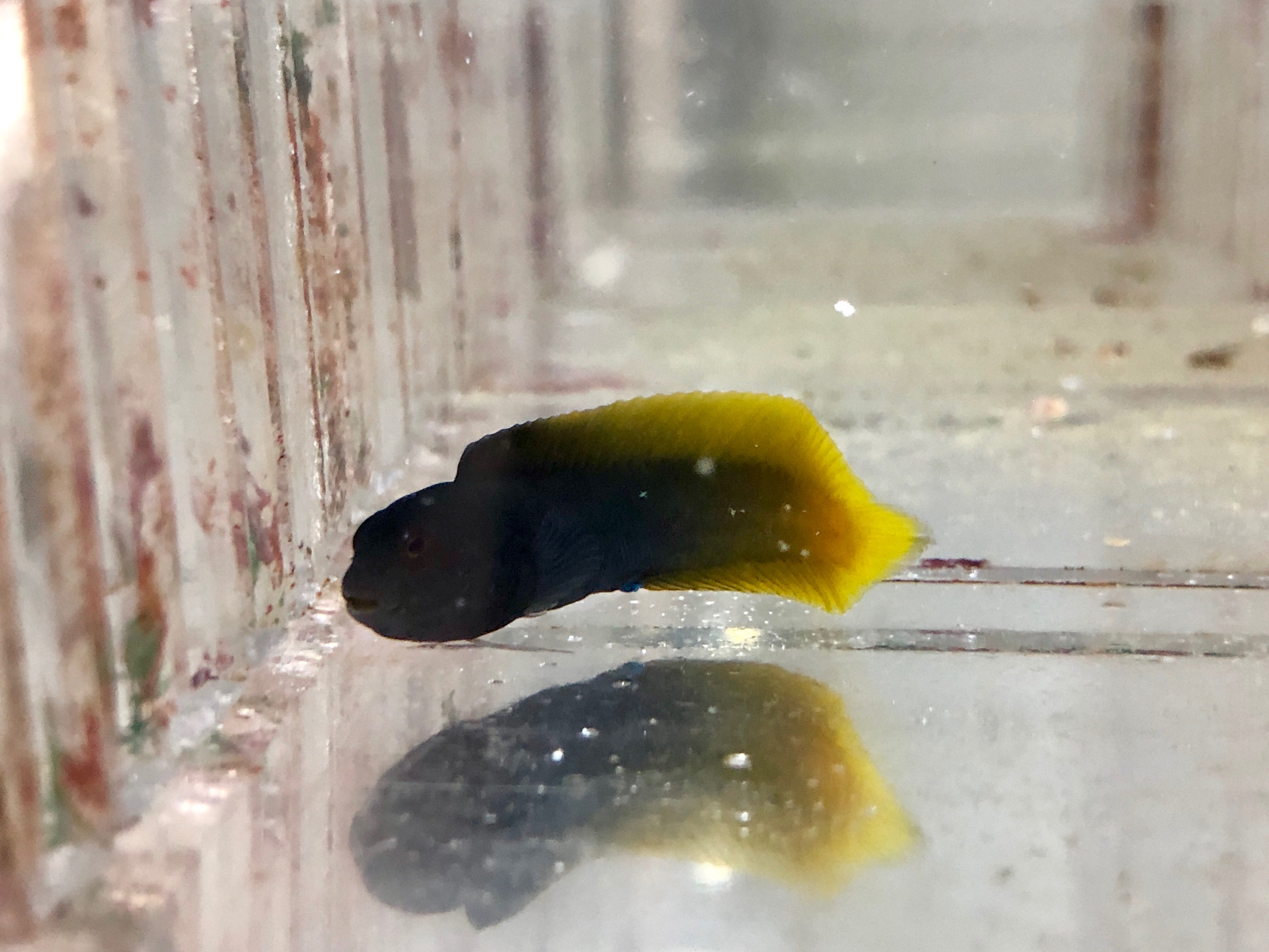 alt="yellowtail blenny"