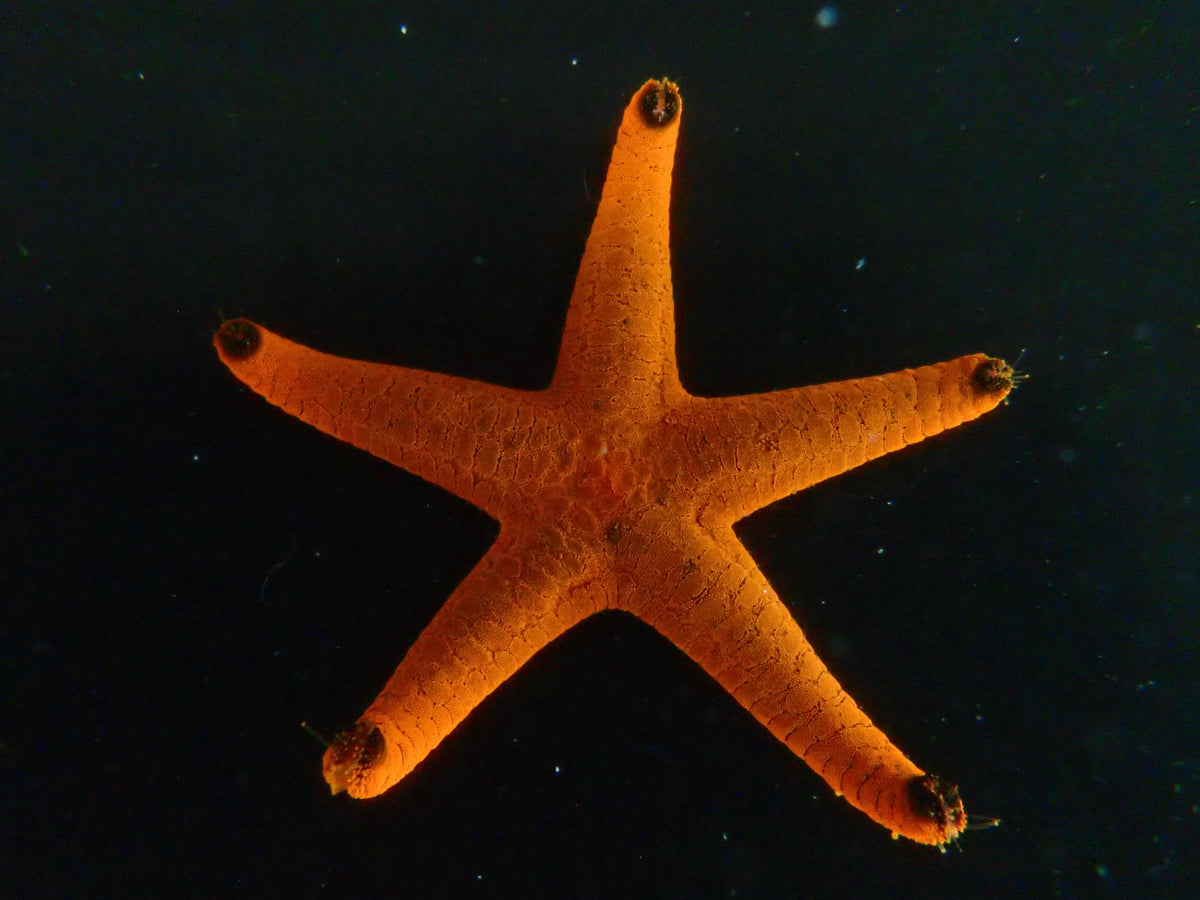 Starfish – Reef Beauties