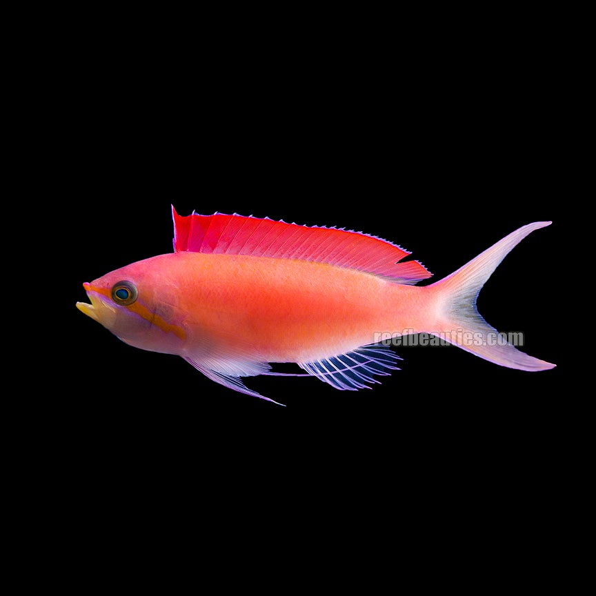 Anthias