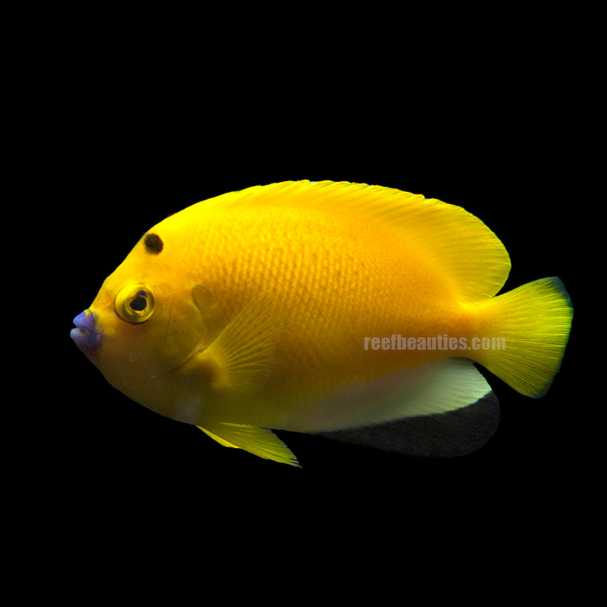 alt="Flagfinned Angelfish"