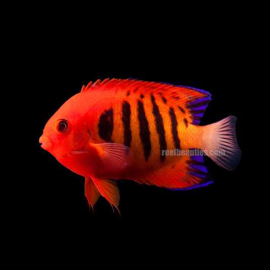 Flame Angel (Centropyge Loricula)