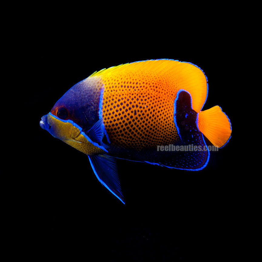 alt="Navarchus Angelfish"