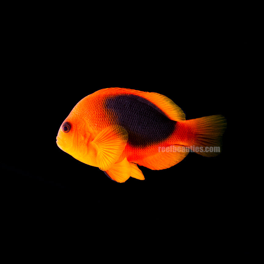 alt="Fire Tomato Clownfish"