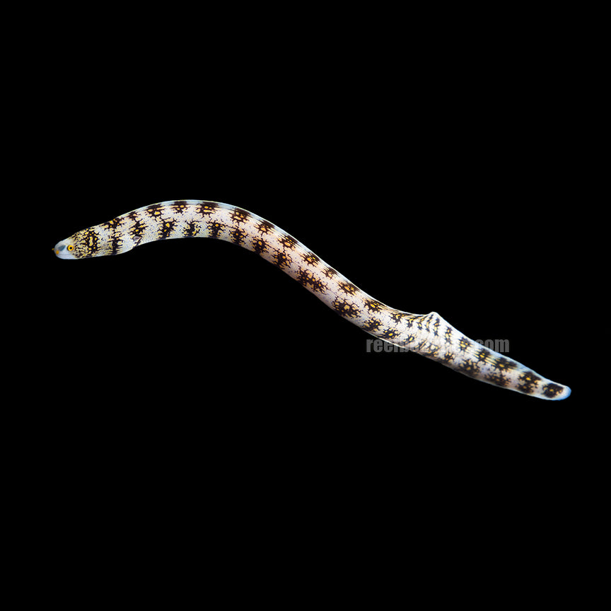 alt="Snowflake Eel"