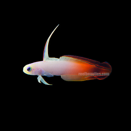 alt="firefish goby"