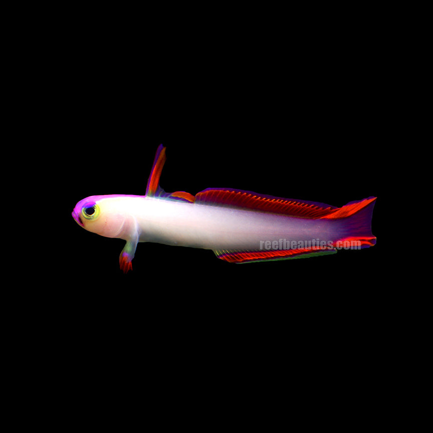 alt="purple firefish goby"