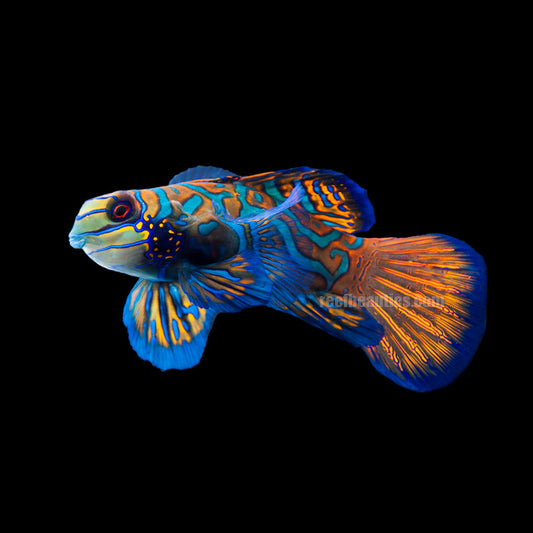 Mandarin Green Goby (Synchiropus Splendidus)