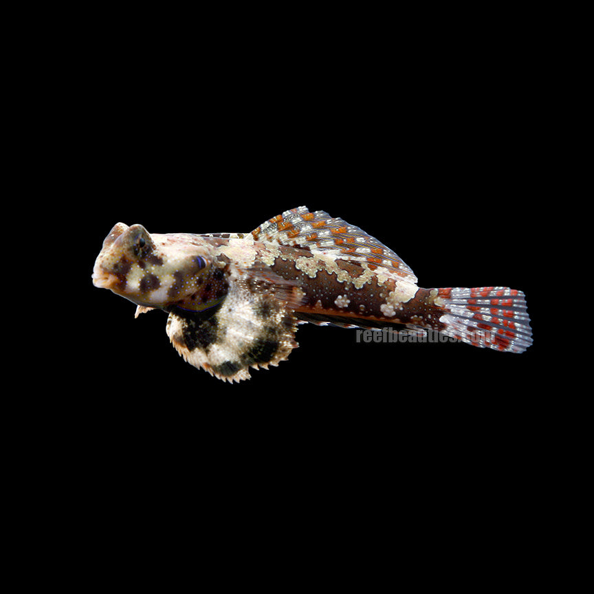 alt="scooter blenny"