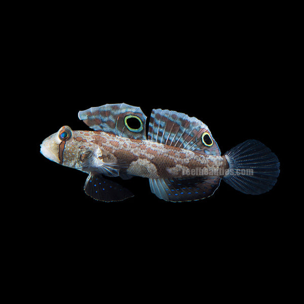 Twin Spot Goby (Signigobius Biocellatus) – Reef Beauties