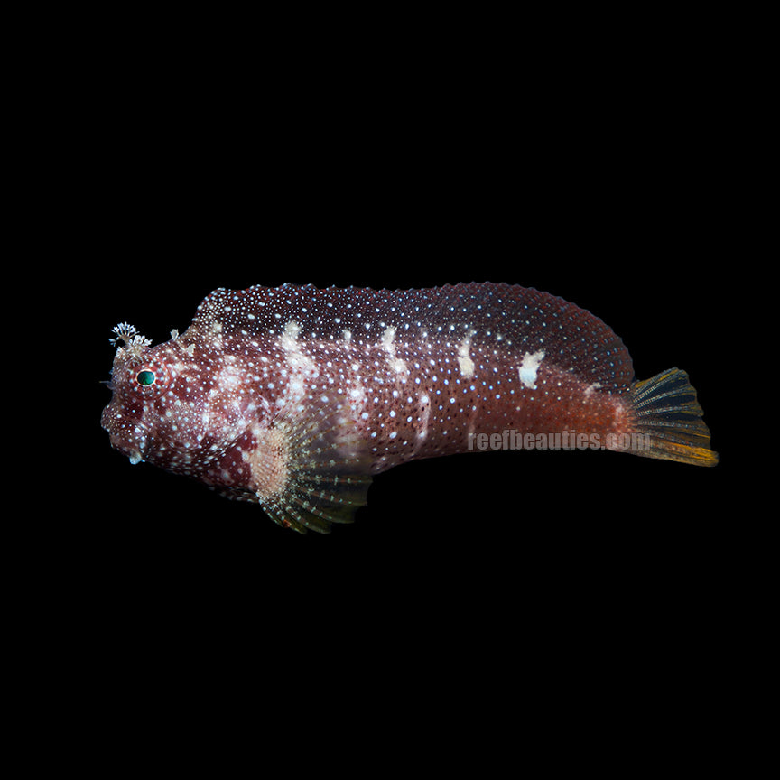 alt="starry blenny"